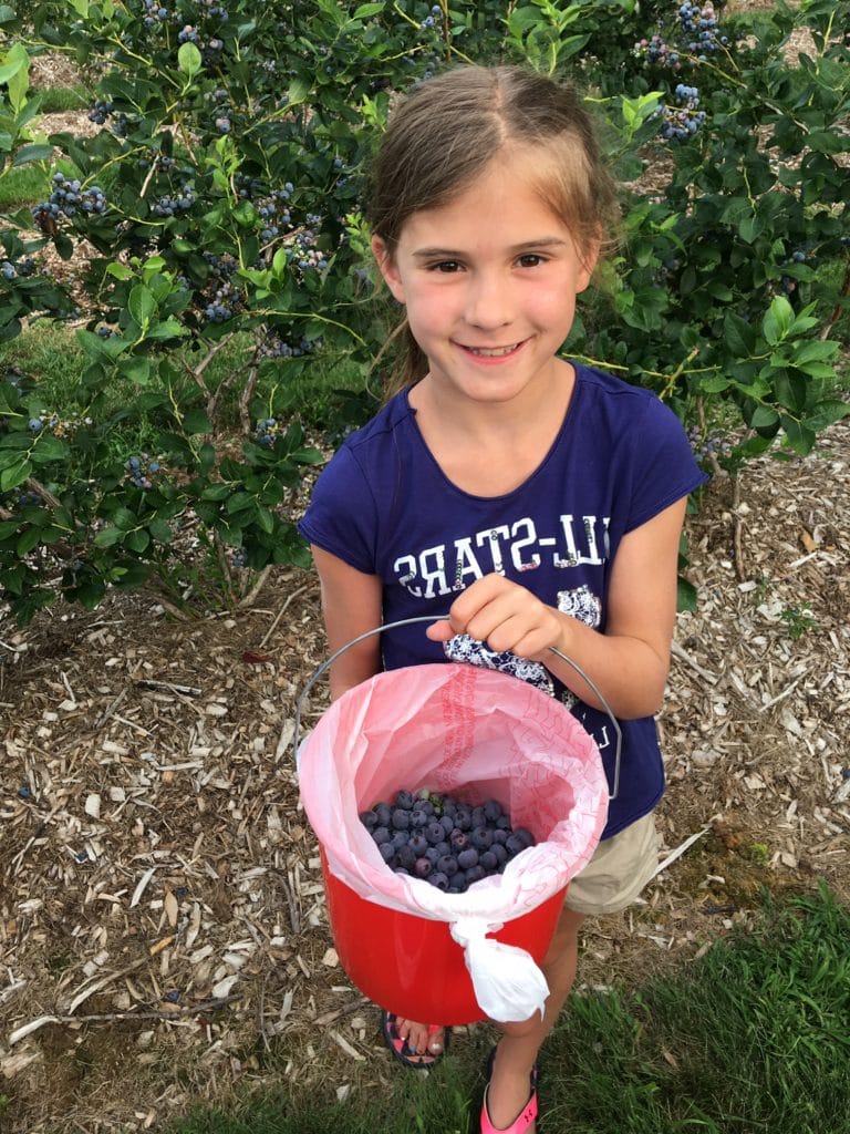 Blueberry Picking