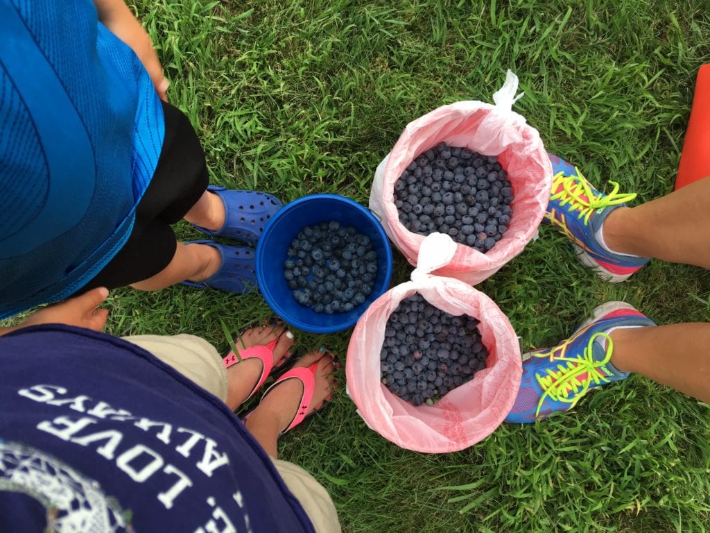 Blueberry Picking