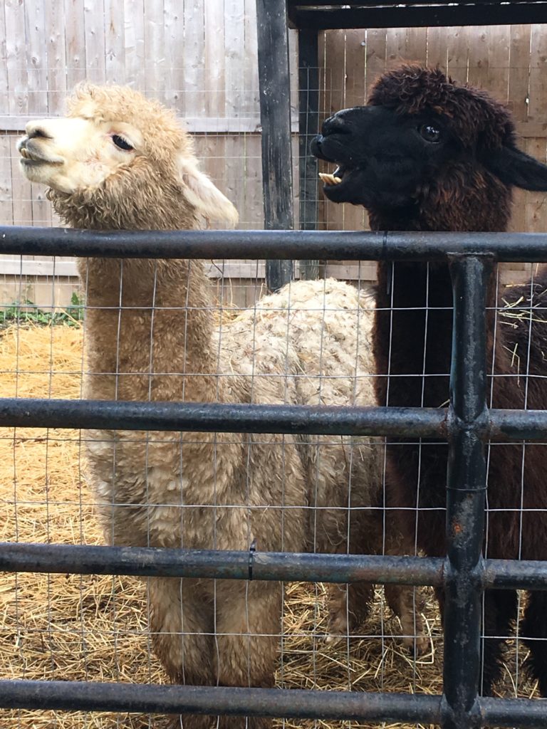 Coffee Talk Volume 5