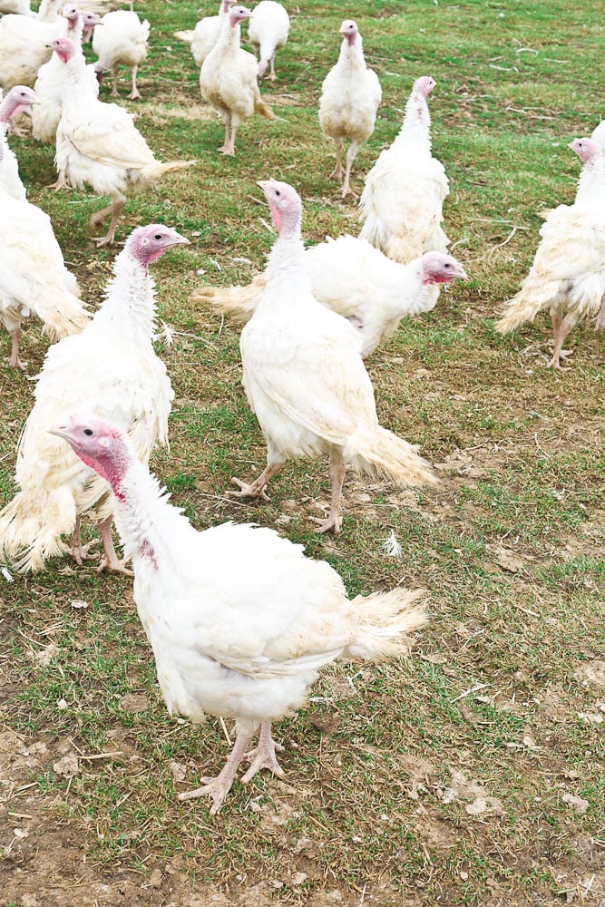 Thanksgiving Turkey at Bowman Landes Farm