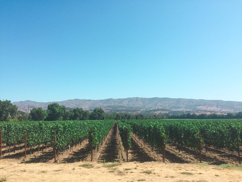 Napa Valley Day Trip