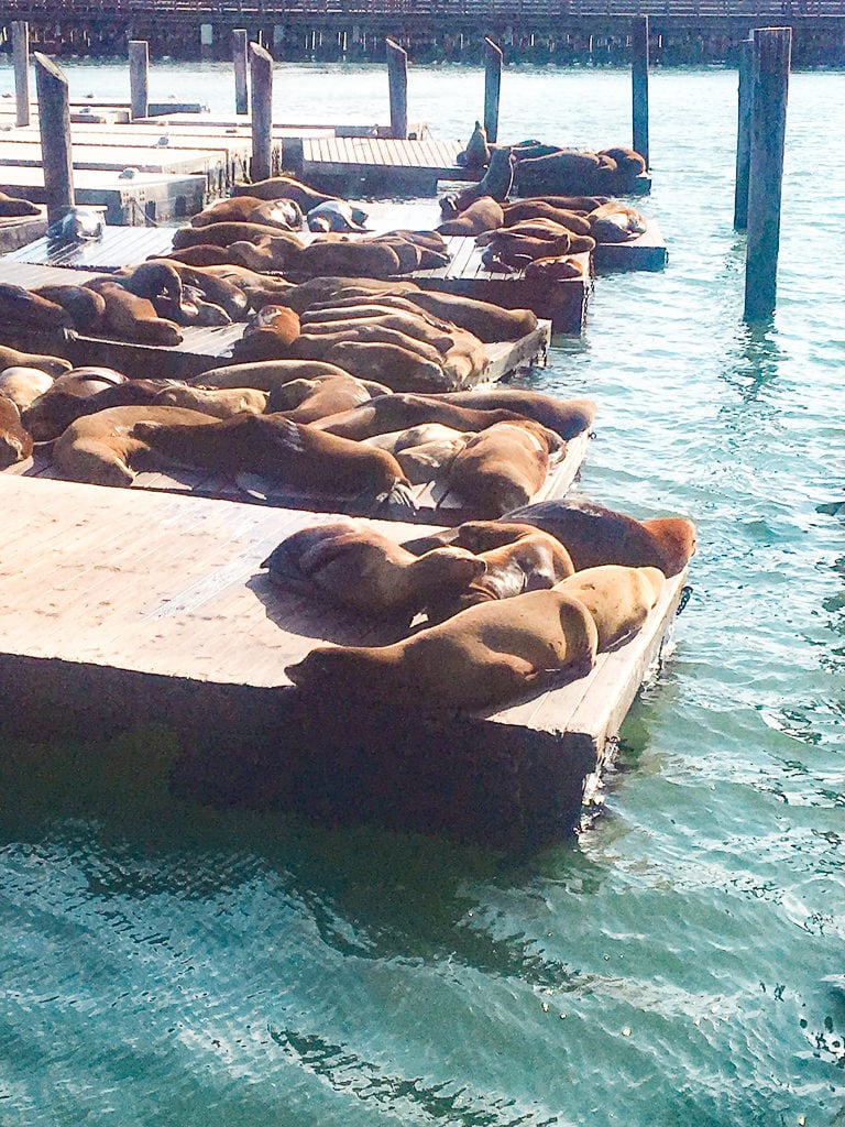 Peir 39 Sea Lions