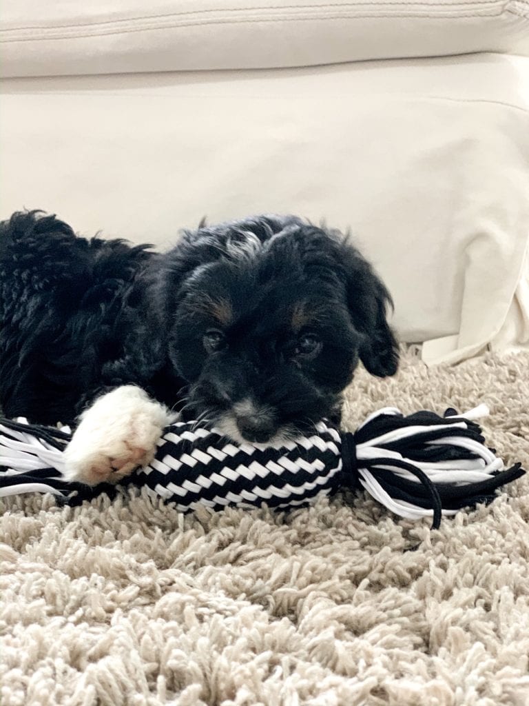 A puppy with black fur and white markings with a chew toy